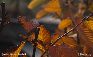 ©Gilbert de Jong Carpinus betulus 4 - Haagbeuk