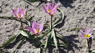 ©Gilbert de Jong Tulipa humilis - Botanische tulp