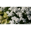 Wit bloeiende planten