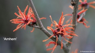 1Oranje Hamamelis Arnhem ©Cor van Gelderen