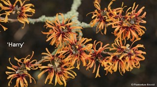 2Oranje Hamamelis Harry ©Cor van Gelderen