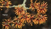 2Oranje Hamamelis Harry &#169;Cor van Gelderen