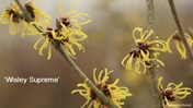 3 Hamamelis Wisley Supreme &#169;Cor Van Gelderen