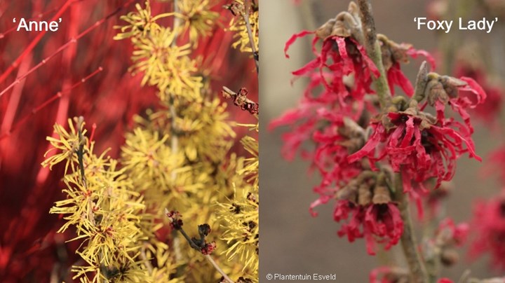 4 Hamamelis Anne en foxy lady &#169;Cor van Gelderen