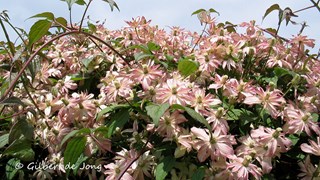 Clematis_montana_Marjorie