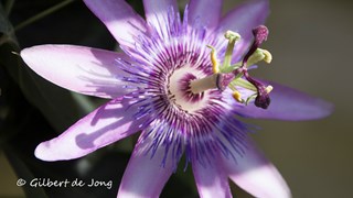 Passiflora_violacea_passiebloem