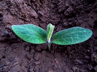 kiemplant uit de grond