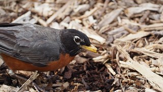 mulch voor bodemleven