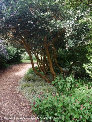 Meerstammige bomen ©De Tuinen van Renee Koen