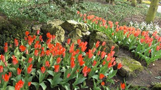 voorjaarsborder met tulpen  ©Gilbert de Jong