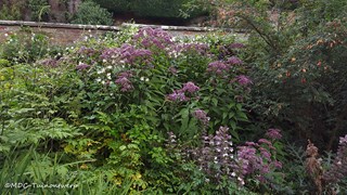 Tuin in cottagesfeer met roos en koninginnekruid ©MDC-tuinontwerp