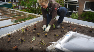 Sedum dak inplanten