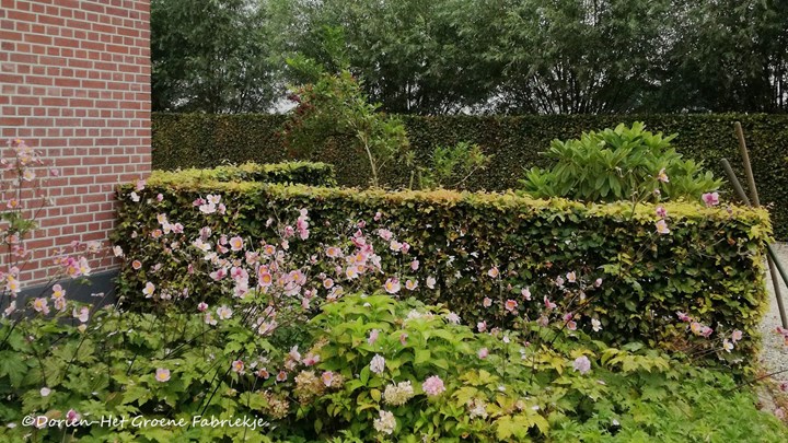 Dierenleven in de tuin - Een veilige tuin &#169;Dorien-Het Groene Fabriekje