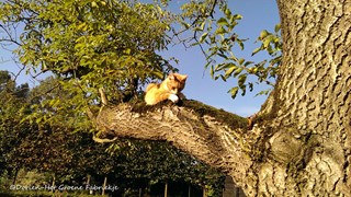 Dierenleven in de tuin - Juglans regia met muizenvanger ©Dorien-Het Groene Fabriekje