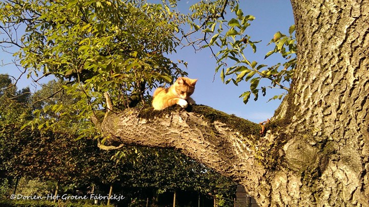 Dierenleven in de tuin - Juglans regia met muizenvanger &#169;Dorien-Het Groene Fabriekje