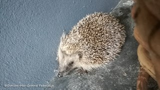 Dierenleven in de tuin - Egel in de tuin tegen slakken ©Dorien-Het Groene Fabriekje