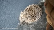 Dierenleven in de tuin - Egel in de tuin tegen slakken &#169;Dorien-Het Groene Fabriekje