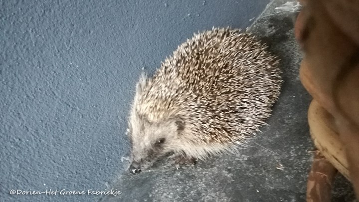 Dierenleven in de tuin - Water in de tuin &#169;Dorien-Het Groene Fabriekje