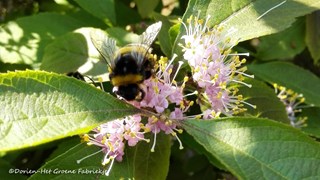 Dierenleven in de tuin - Eten in de tuin ©Dorien-Het Groene Fabriekje