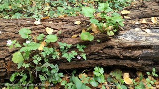 Dierenleven in de tuin - Wees niet te netjes ©Dorien-Het Groene Fabriekje