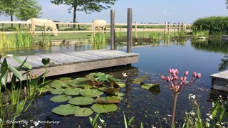 Natuurlijke zwemvijver met zwemsteiger ©Noortjes Tuinontwerp