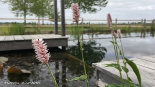 Natuurlijke zwemvijver met adderwortel ©Noortjes Tuinontwerp