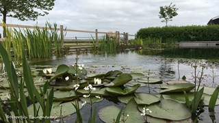 Natuurlijke zwemvijver ©Noortjes Tuinontwerp