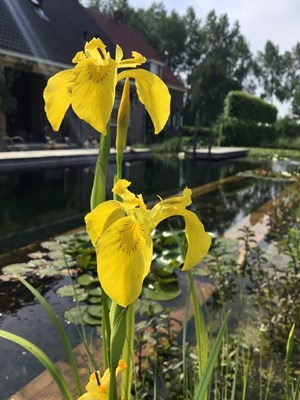 Gele lis in plantenfilter zwemvijver ©Noortjes Tuinontwerp