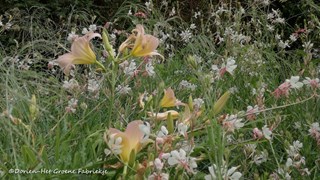 de tuin een jaar rond - zomerse border  ©Dorien-Het Groene Fabriekje