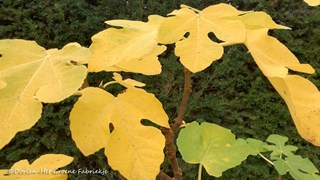 de tuin een jaar rond - herfstverkleuring ©Dorien-Het Groene Fabriekje