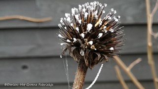 de tuin een jaar rond - uitgebloeide Echinacea ©Dorien-Het Groene Fabriekje