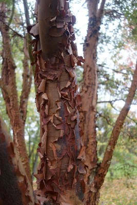 Acer griseum - papierberk met schilferende kaneelkleurige bast ®Marrion Hoogenboom