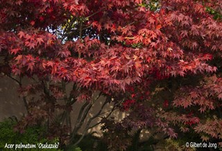 ©Gilbert de Jong Acer palmatum 'Osakazuki' - Japanse esdoorn
