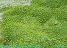 Azorella trifurcata - Andeskruid &#169;Gilbert de Jong Schetsservice