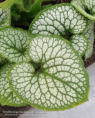 Brunnera_macrophylla _Sea_Heart&#39;2