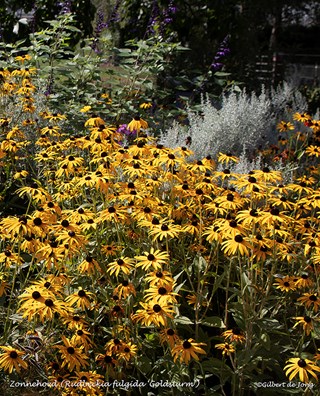 Rudbeckia fulgida 'Goldsturm'_Zonnehoed