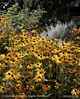 Rudbeckia fulgida &#39;Goldsturm&#39;_Zonnehoed