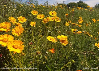 Prairietuin_wilde_bloemen